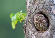 Steinkauz - Little Owl (Athene noctua)